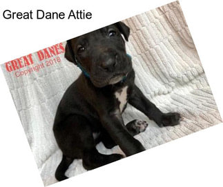 Great Dane Attie