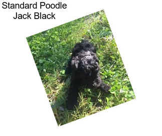 Standard Poodle Jack Black