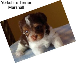 Yorkshire Terrier Marshall