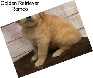 Golden Retriever Romeo