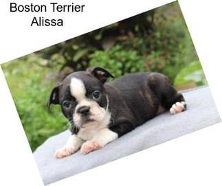 Boston Terrier Alissa