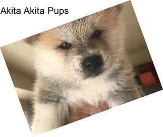 Akita Akita Pups