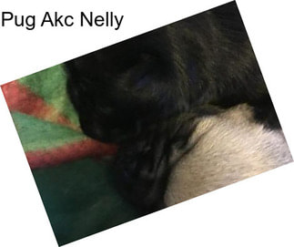 Pug Akc Nelly