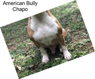 American Bully Chapo