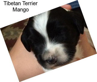 Tibetan Terrier Mango