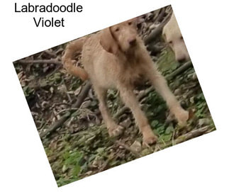 Labradoodle Violet