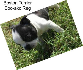 Boston Terrier Boo-akc Reg