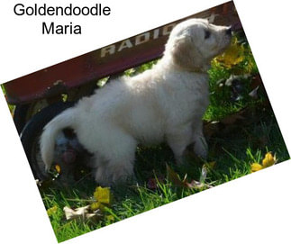 Goldendoodle Maria