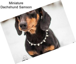 Miniature Dachshund Samson