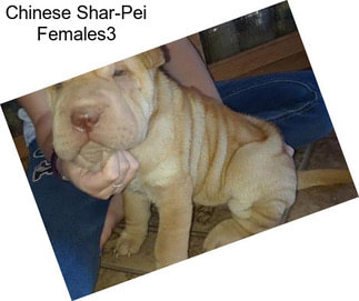 Chinese Shar-Pei Females3