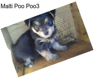 Malti Poo Poo3