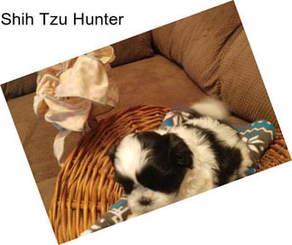 Shih Tzu Hunter