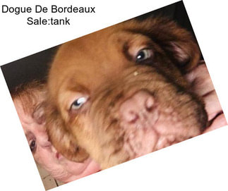 Dogue De Bordeaux Sale:tank