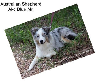 Australian Shepherd Akc Blue Mrl