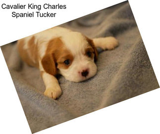 Cavalier King Charles Spaniel Tucker