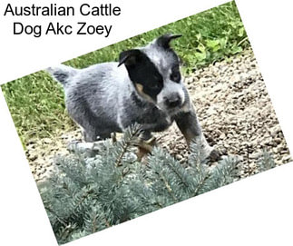Australian Cattle Dog Akc Zoey