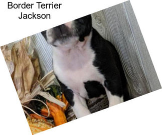 Border Terrier Jackson