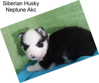 Siberian Husky Neptune Akc