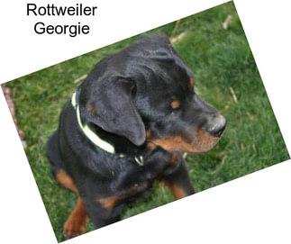 Rottweiler Georgie