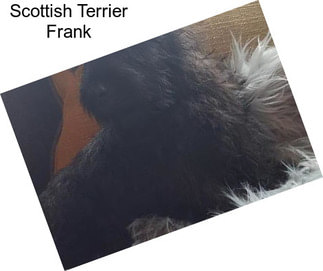 Scottish Terrier Frank
