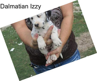 Dalmatian Izzy