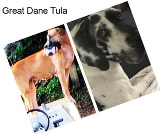Great Dane Tula