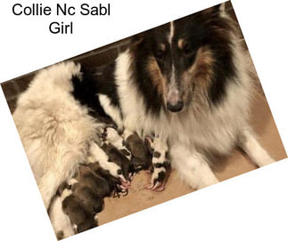 Collie Nc Sabl Girl