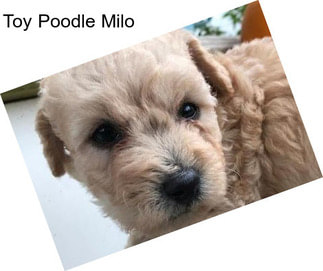 Toy Poodle Milo