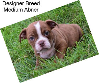 Designer Breed Medium Abner