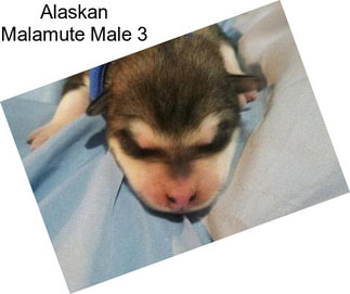 Alaskan Malamute Male 3