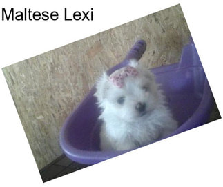 Maltese Lexi