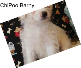 ChiPoo Barny