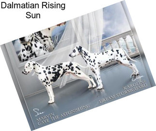 Dalmatian Rising Sun