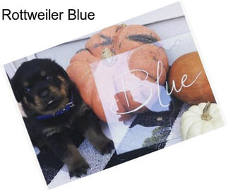 Rottweiler Blue