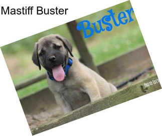 Mastiff Buster