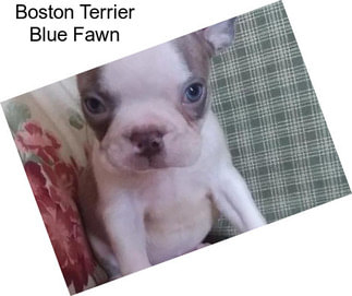 Boston Terrier Blue Fawn