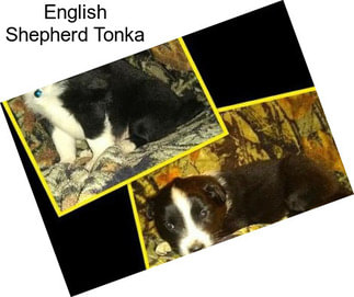 English Shepherd Tonka