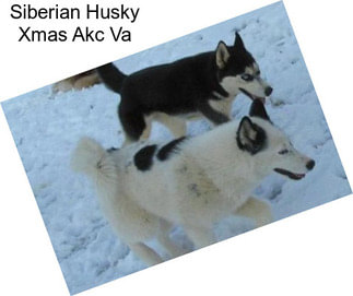 Siberian Husky Xmas Akc Va