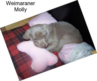 Weimaraner Molly
