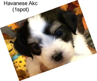 Havanese Akc (1spot)