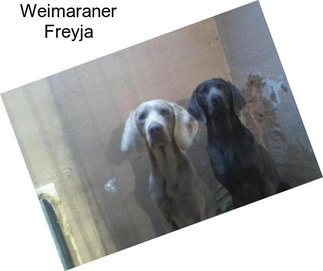 Weimaraner Freyja