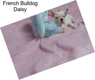 French Bulldog Daisy