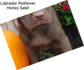 Labrador Retriever Honey Sale!