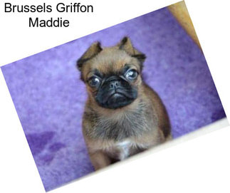 Brussels Griffon Maddie