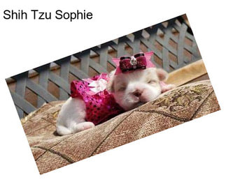 Shih Tzu Sophie