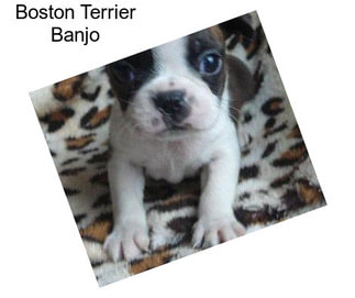 Boston Terrier Banjo