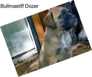 Bullmastiff Dozer