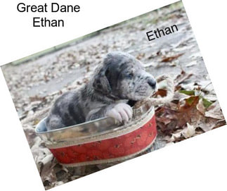 Great Dane Ethan