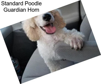 Standard Poodle Guardian Hom