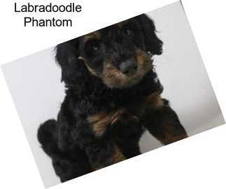 Labradoodle Phantom